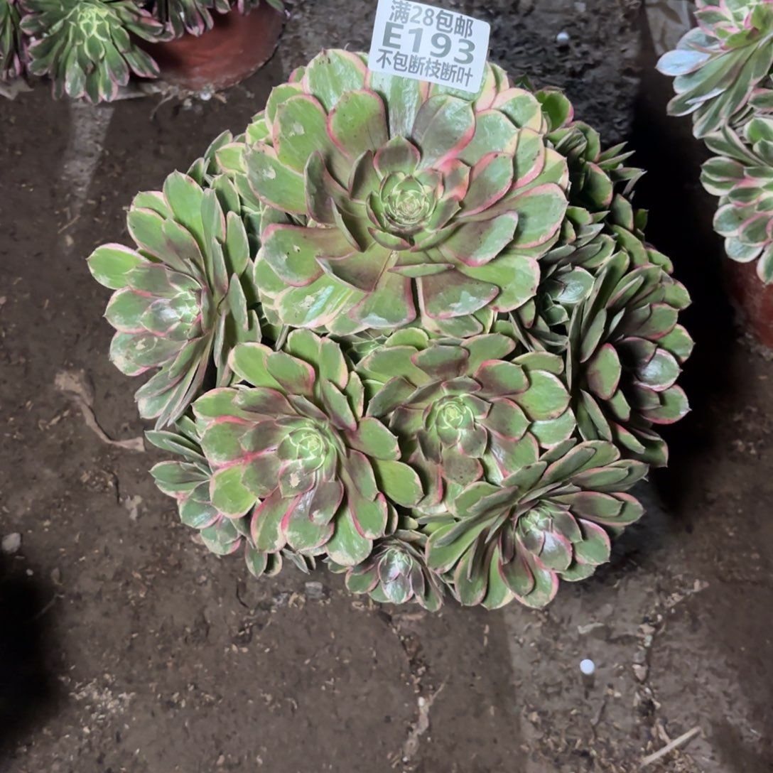 M. 193粉花妖多肉，baeee