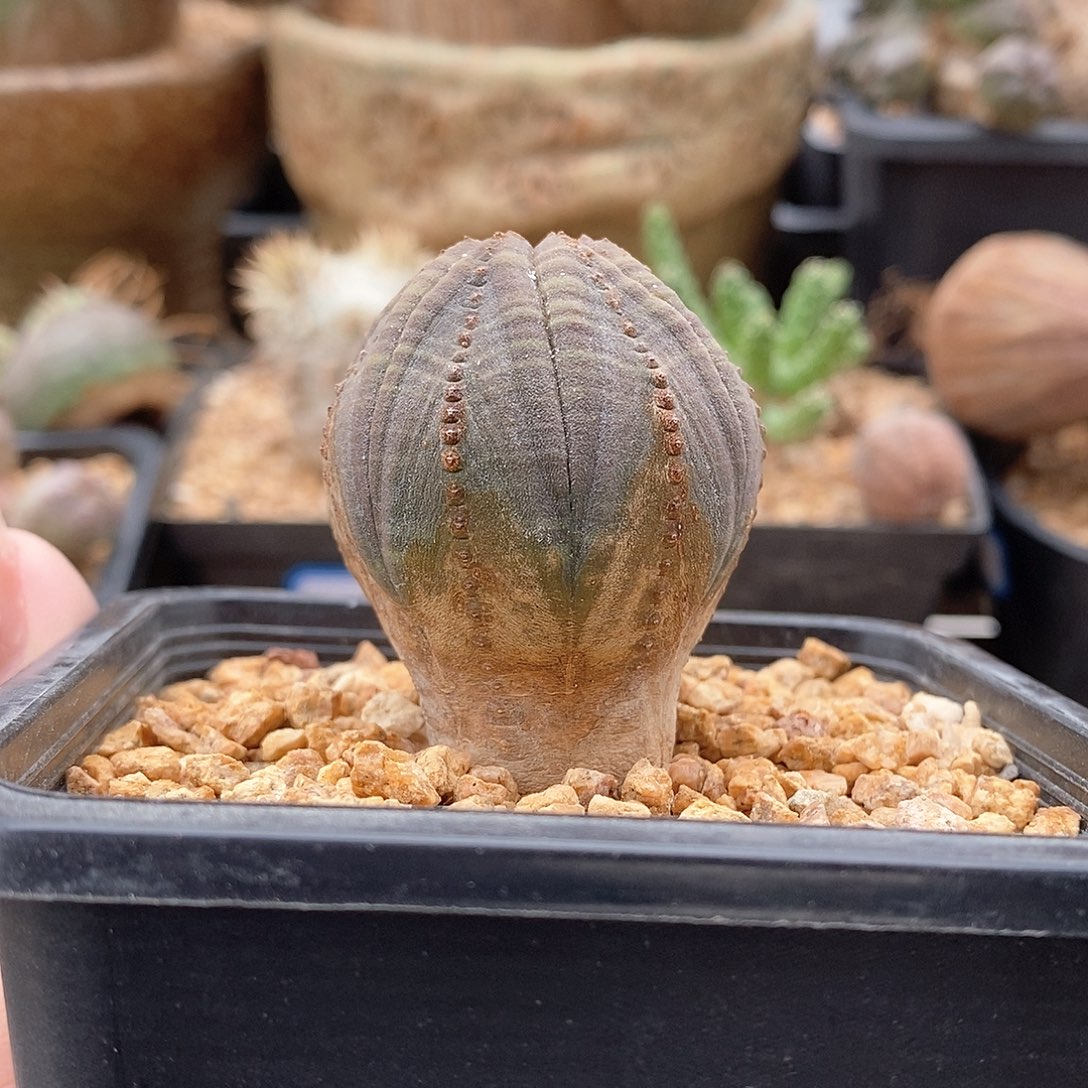 欧系布纹球多肉植物
