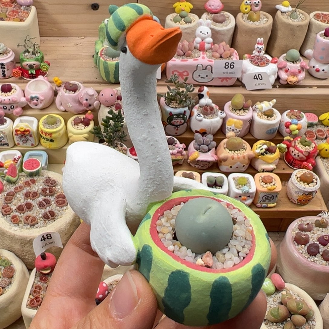 多肉植物102号鸽子蛋