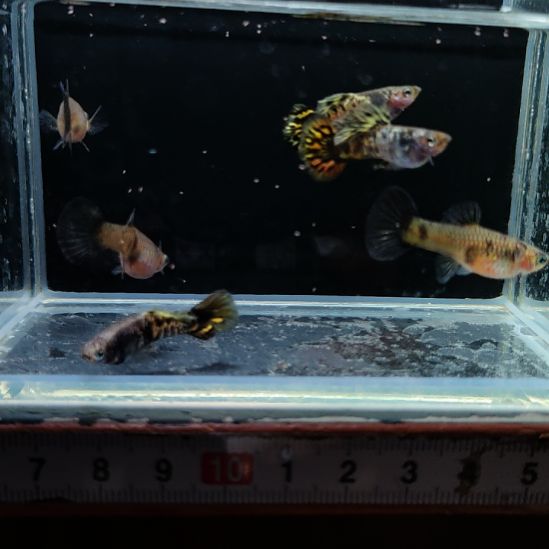 二***家孔雀鱼黄虎斑三对8888