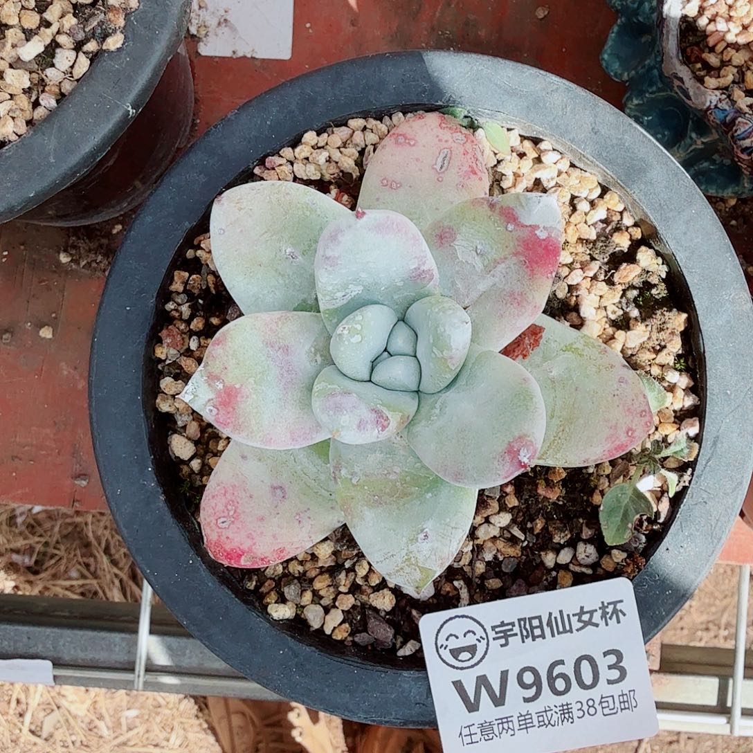 9693红拇指仙女杯多肉