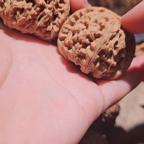 文玩核桃吊坠44白狮子