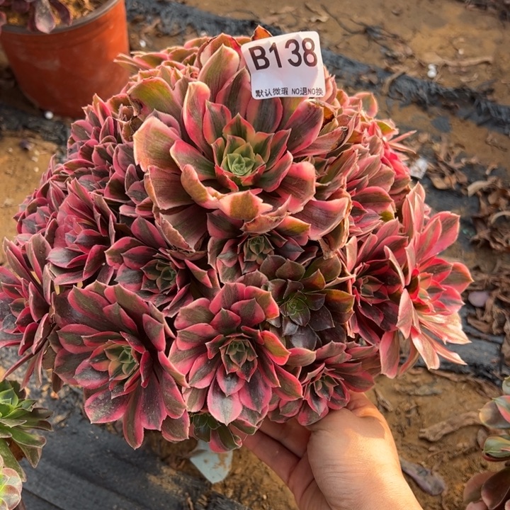 女妖多肉植物138.