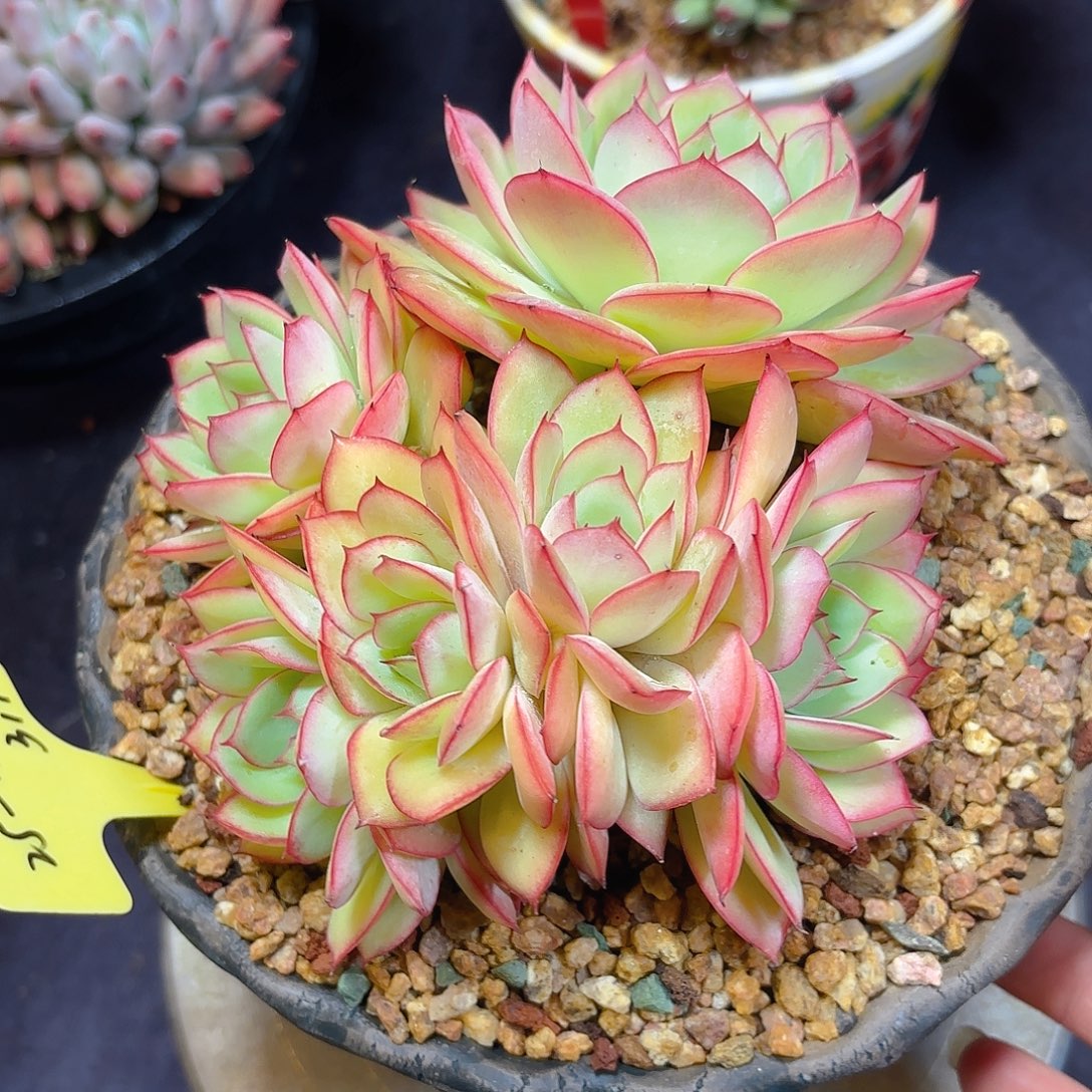 多肉植物脱土包邮