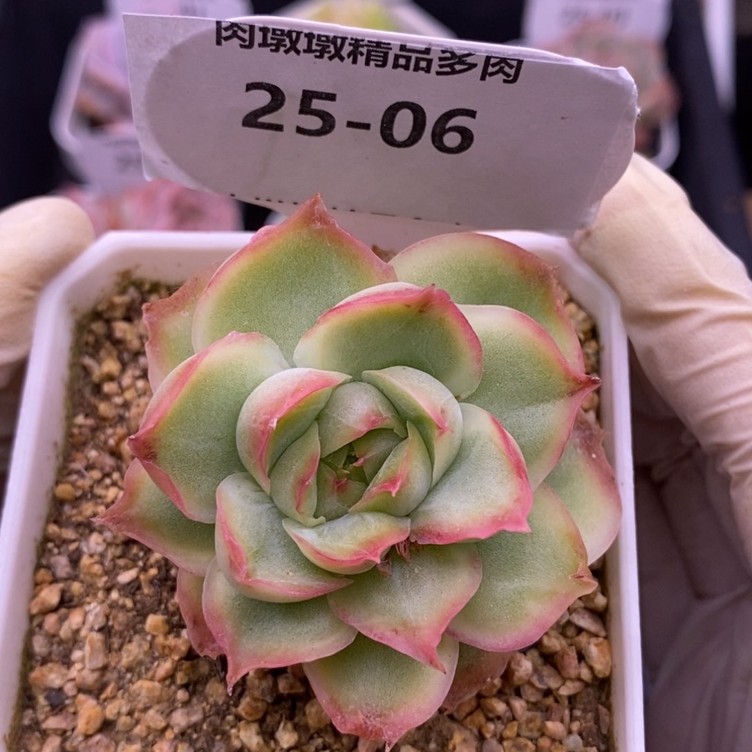 【闪购商品】25-06虾饺