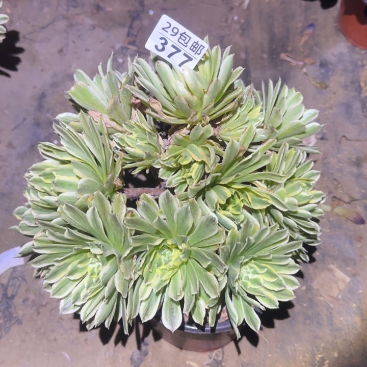 碧浪……多肉植物的