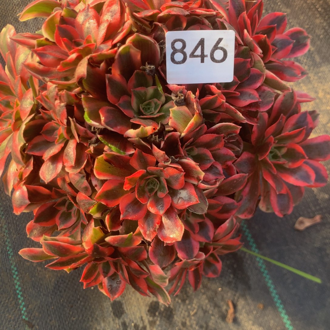 唯***型846女妖多多肉植物