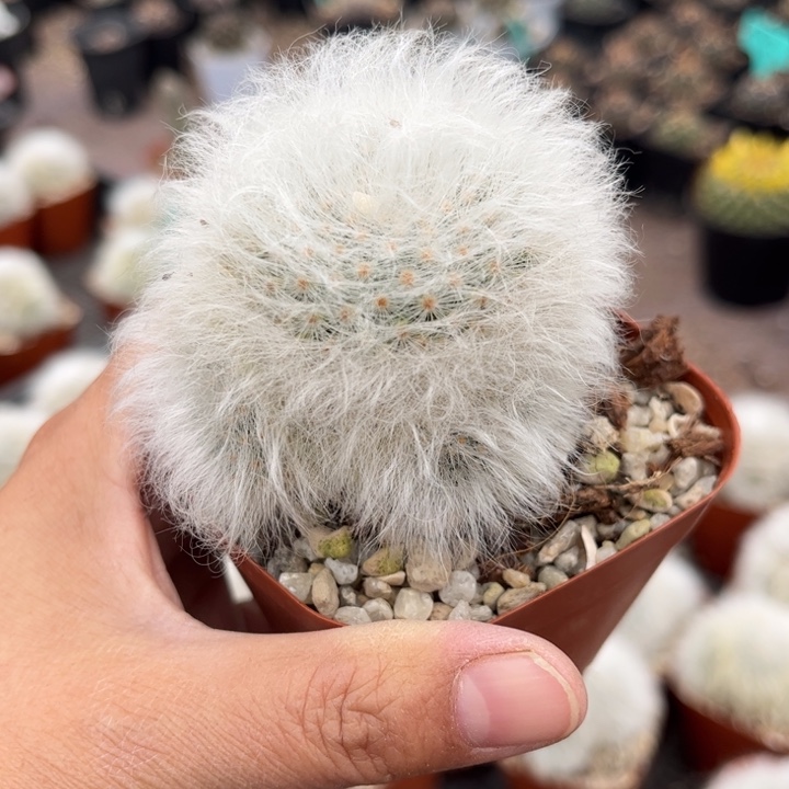 丽光殿好养皮实好活