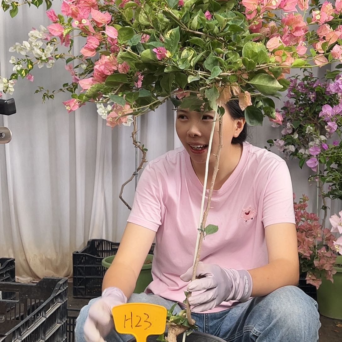 P***n当前无花栽培后可以开花H23米罗