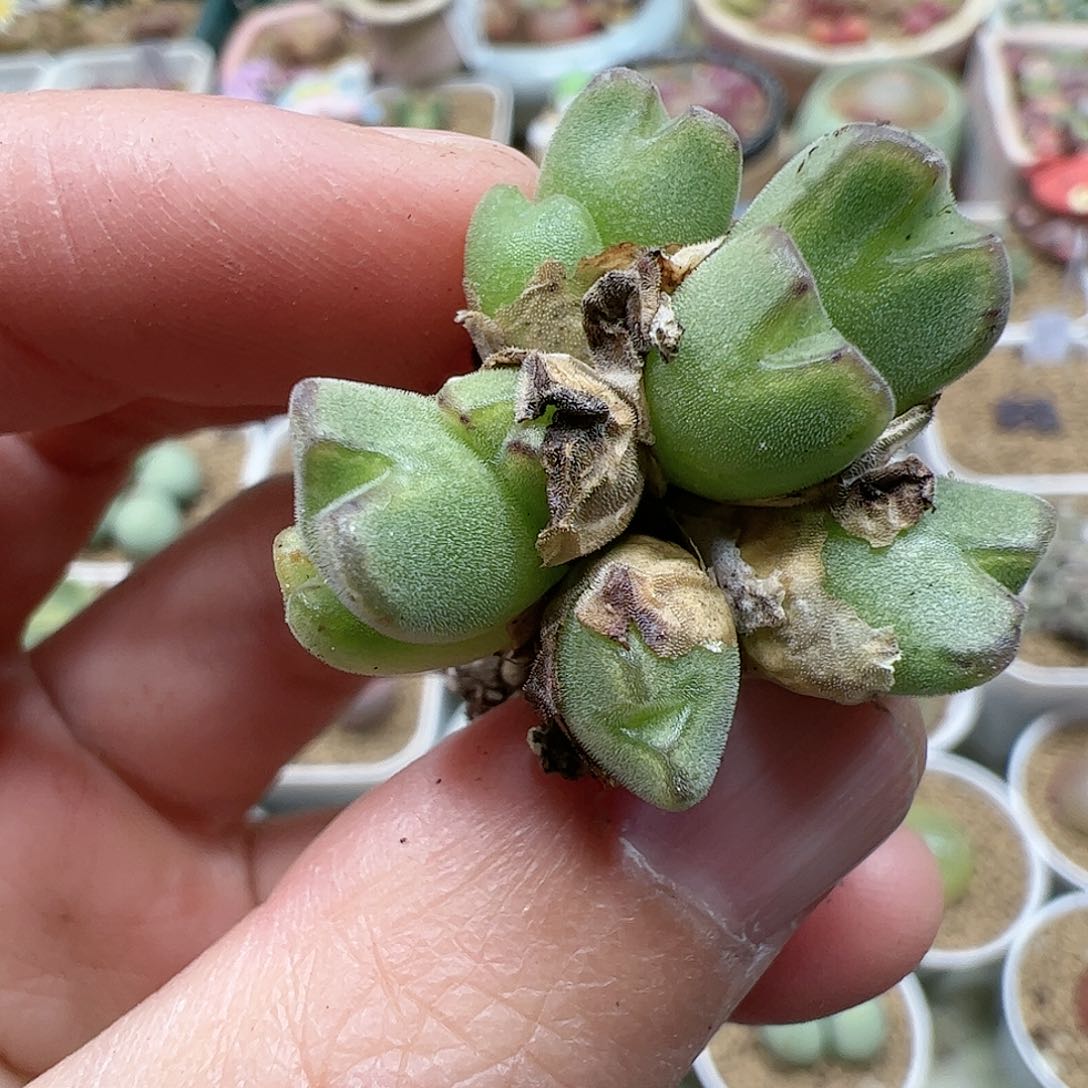 【闪购商品】251 福利