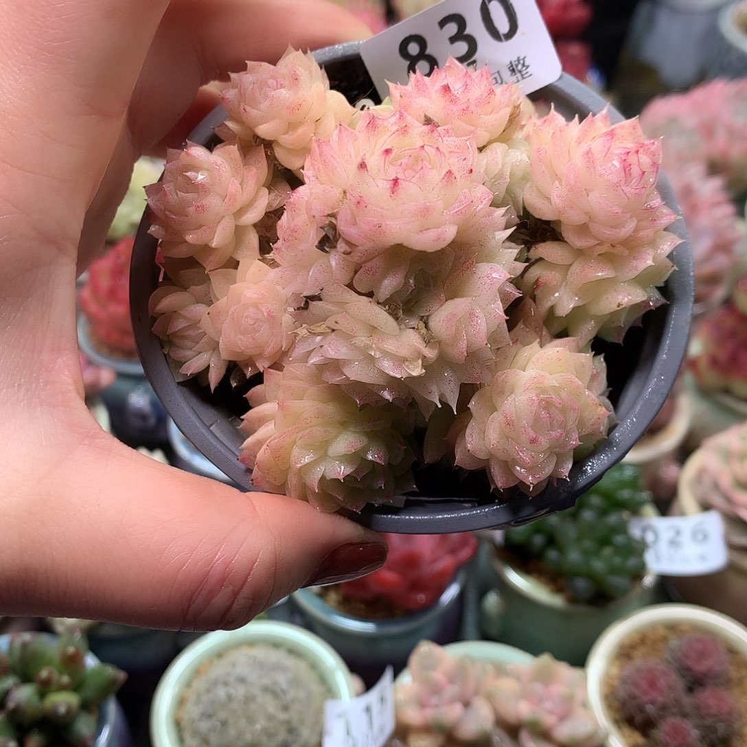 精控拇指盆12.17830