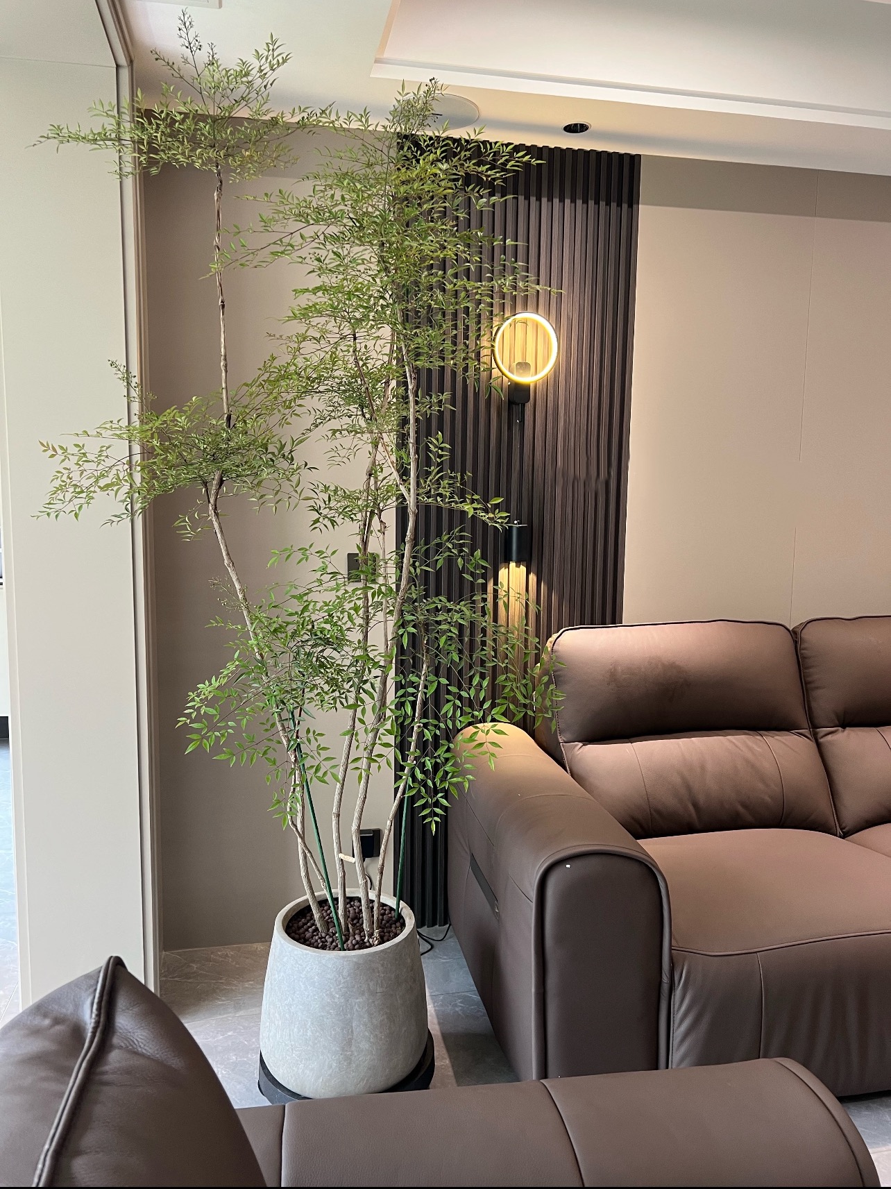 南天竹一物一拍大型盆栽南天竺老桩绿植室内客厅植物禅意真树庭院