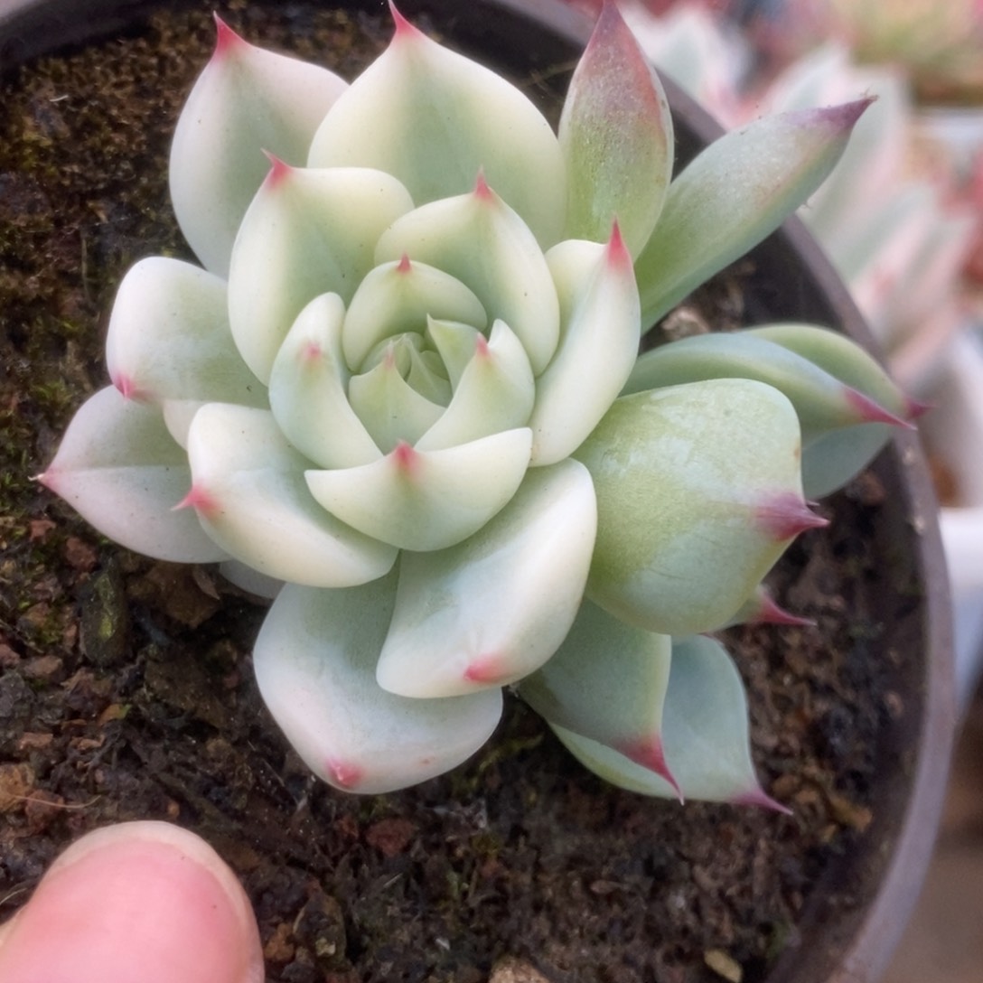 041锦锦锦锦锦锦锦锦锦