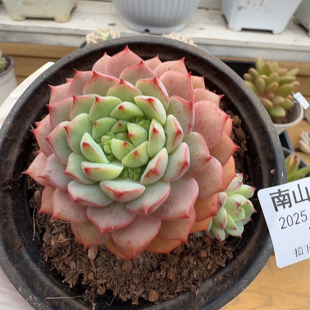 熊猫脸11111223-36