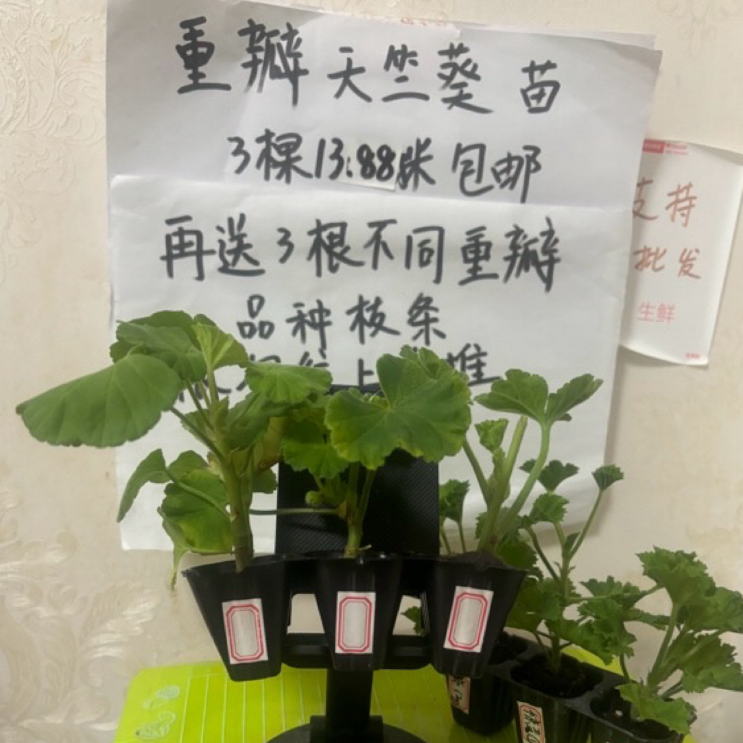 [9颗套餐]9个不同重瓣天竺葵小苗包对版