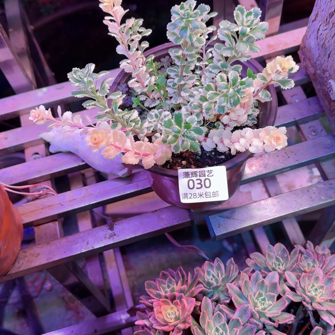 亚特兰法师多肉030