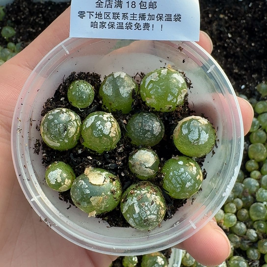 2626 灯泡三年母本