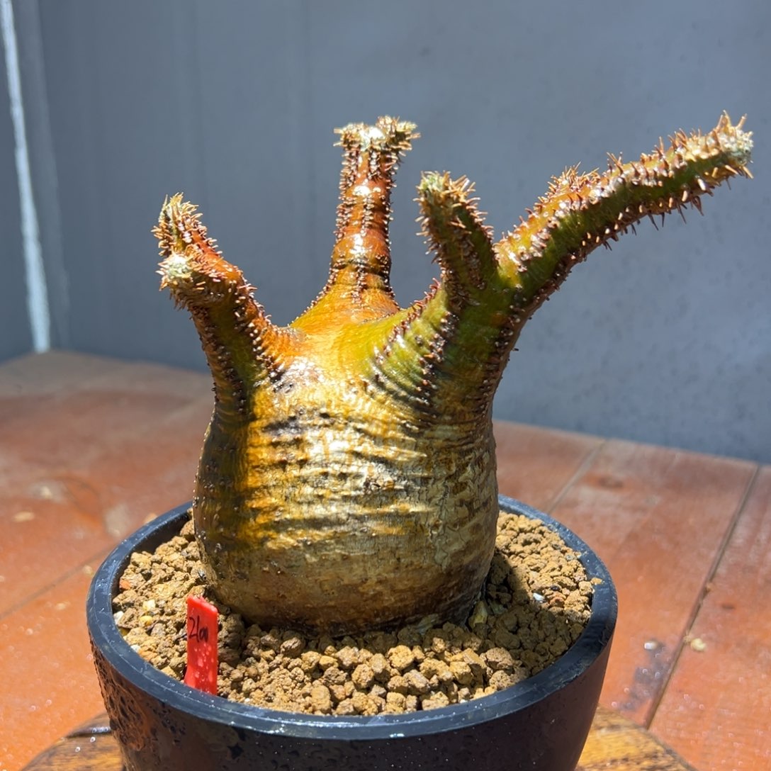 象牙宫1111111111111