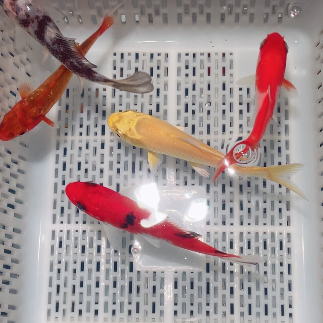 锦鲤锦鲤观赏鱼161718