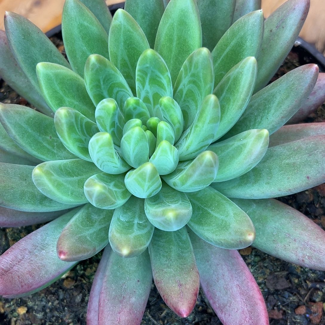 郁***仔橙色奇迹优选，一物一拍