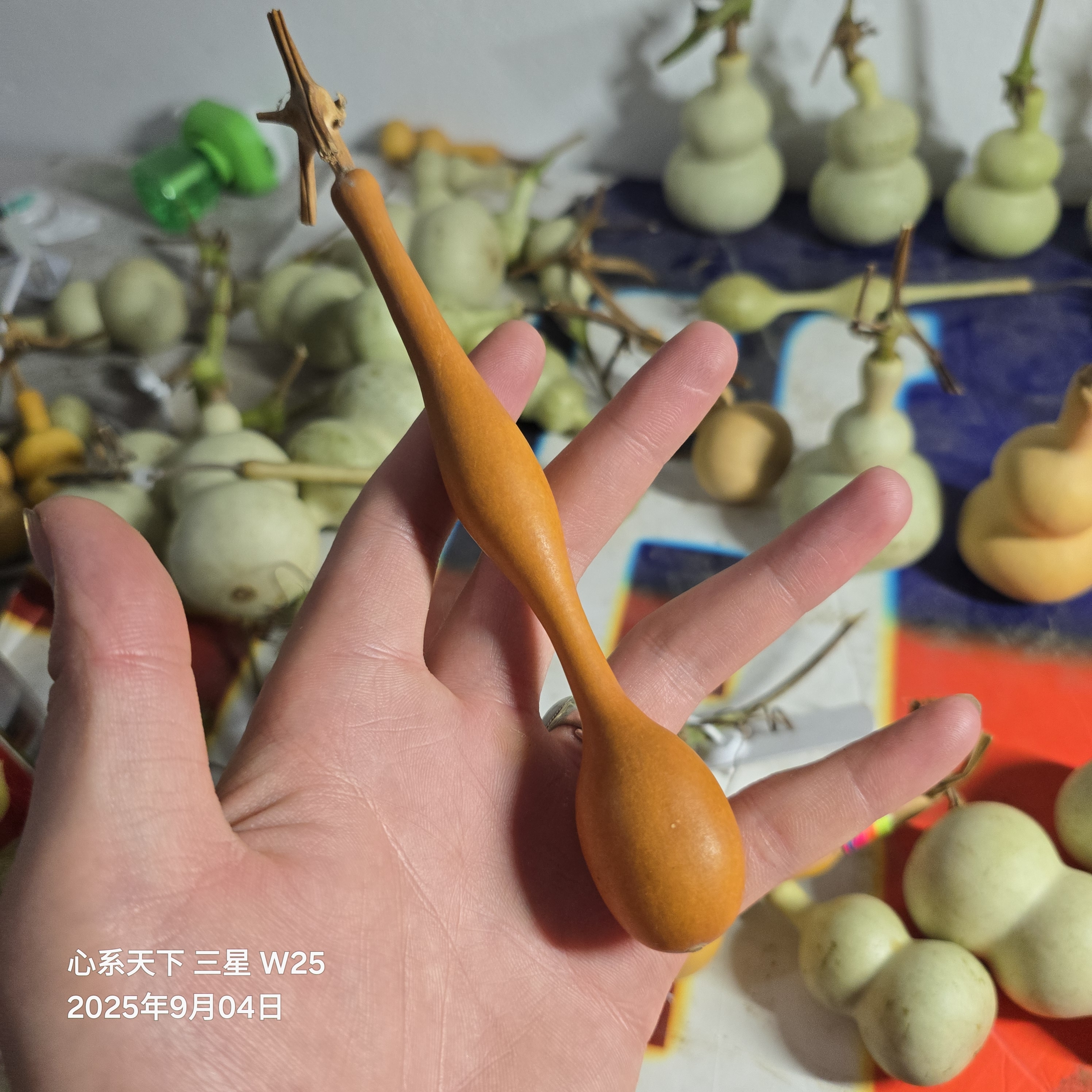 五年蚂蚁杆子一把 全品大厚皮响籽