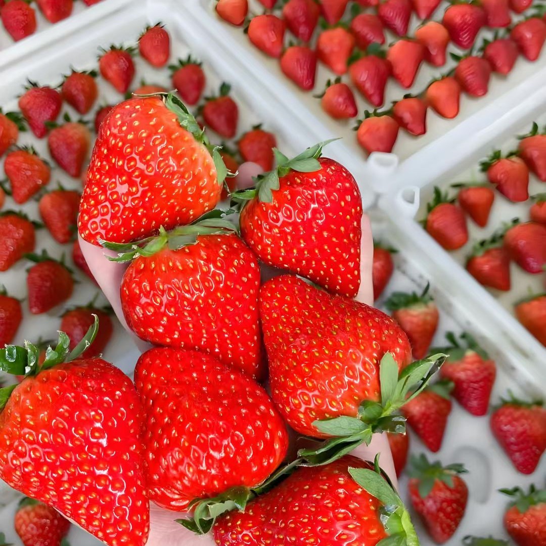 (同城配送) 妙香牛奶奶油草莓  8甜2酸