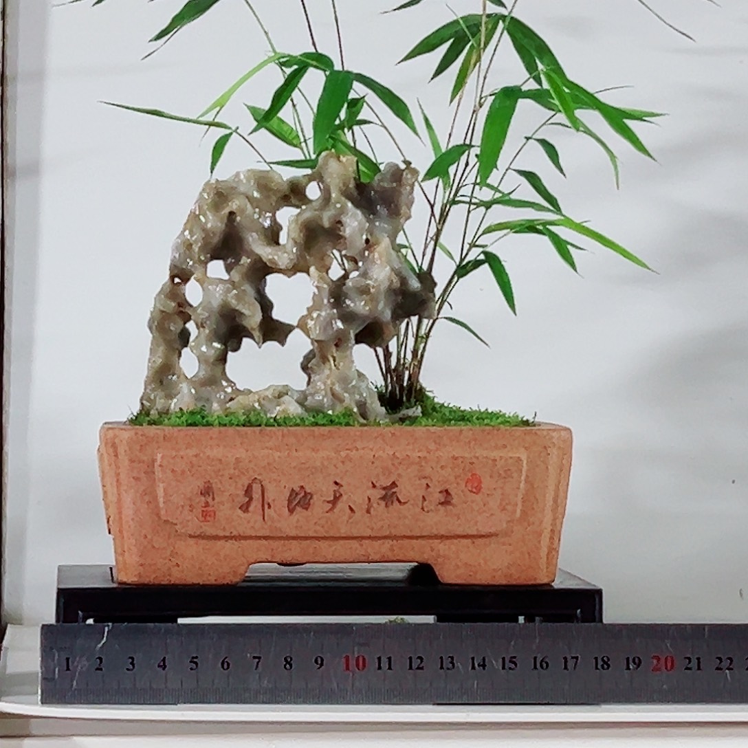 素***儿无花朵盆景，内门竹，玲珑石