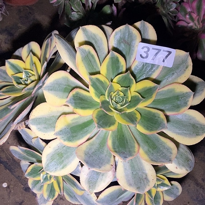 灿烂会黑斑氧化377多肉