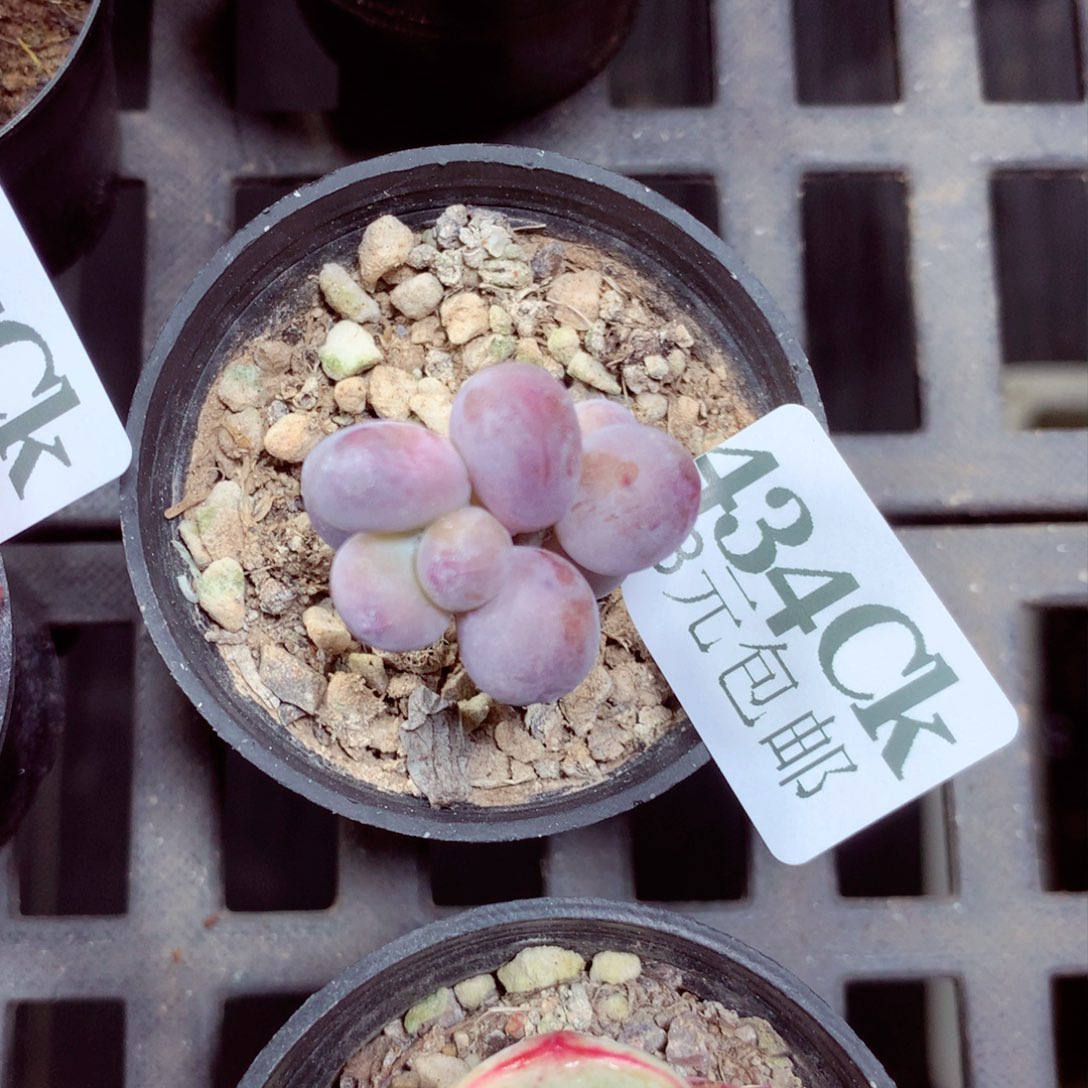 5厘米盆精控多肉434