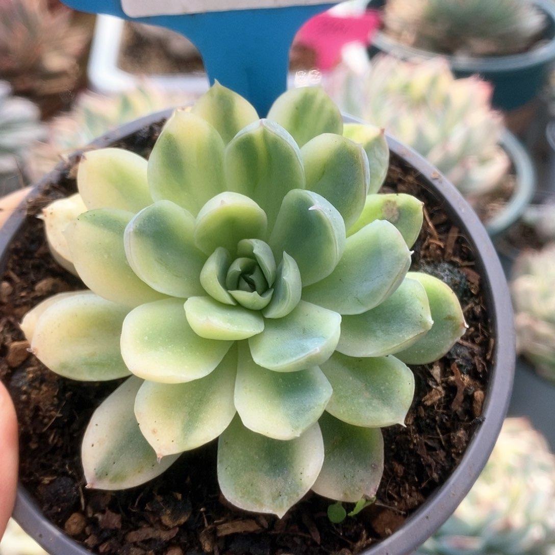 B270冰玫锦锦锦锦锦锦