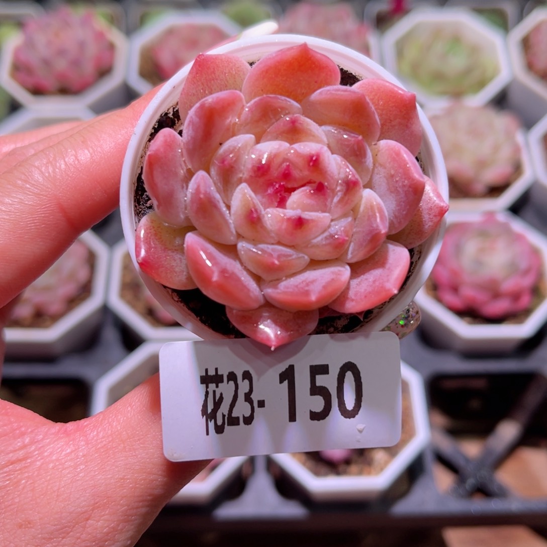 花利美23-150冰魄