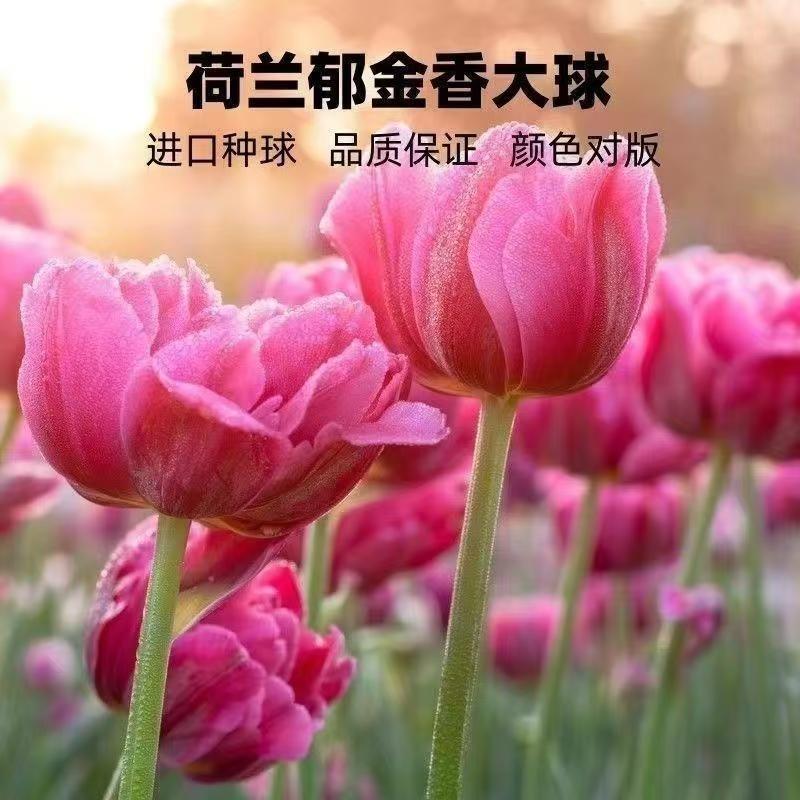 荷兰进口郁金香种球耐寒好养可水培土培适合阳台庭院