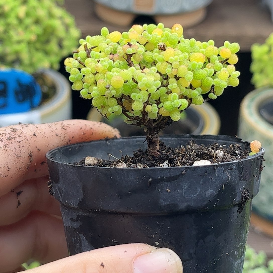 29蜜桔糖球优选枝干番杏