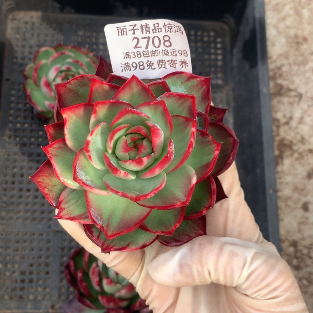 小***一2708号多肉植物9厘米