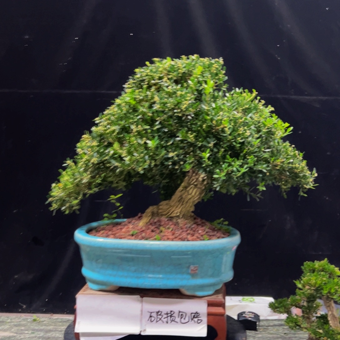 用***6无花朵广东皱皮雀舌黄杨
