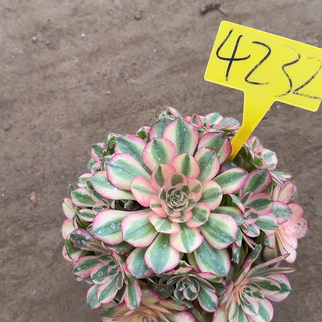 忘***^4232---荔枝多肉植物大战