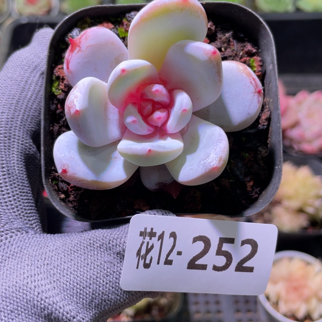 花利美12-252糖心雪天使