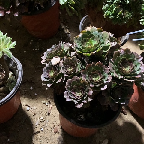 万玫瑰玫瑰玫瑰万