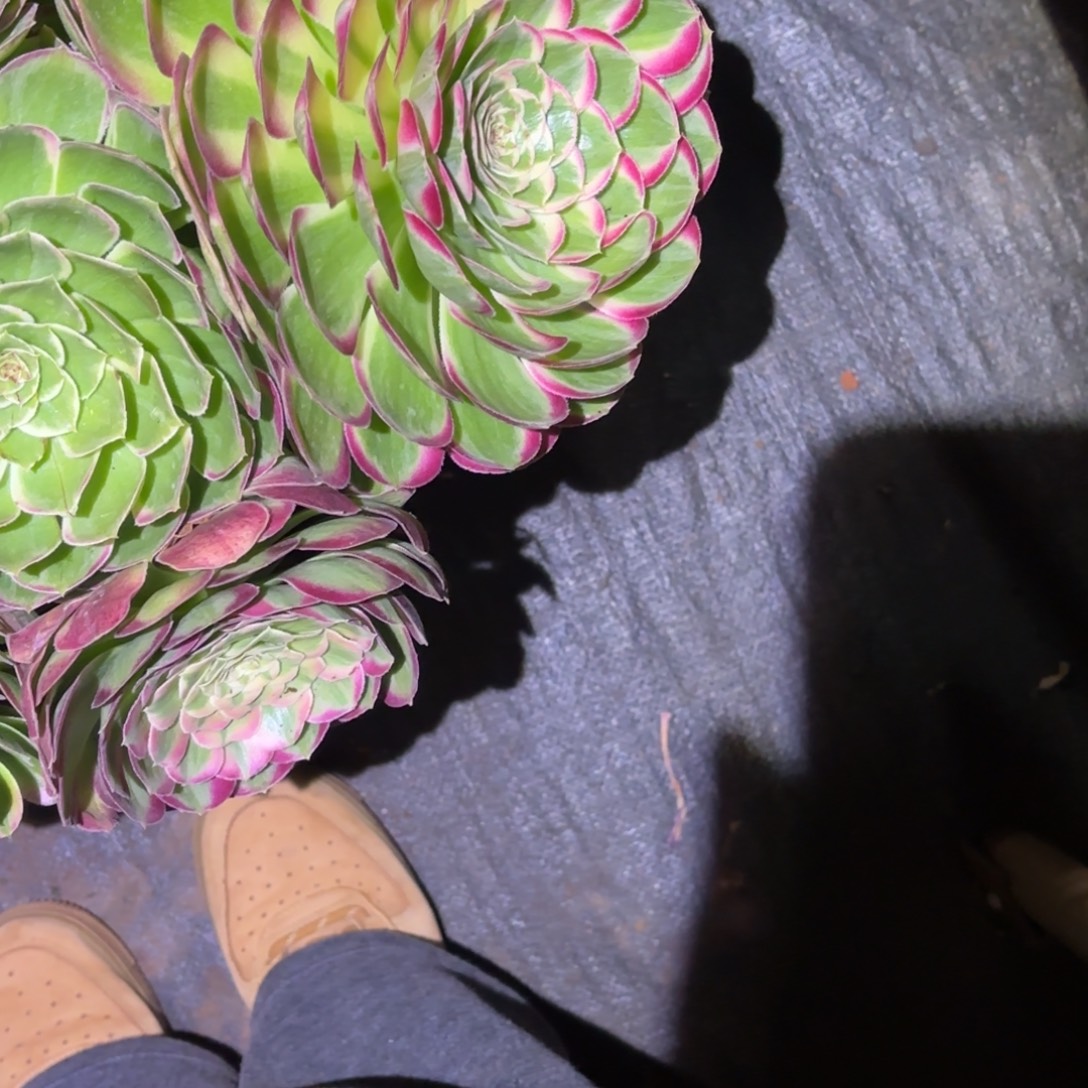 S***彦云南多肉植物寄养发货