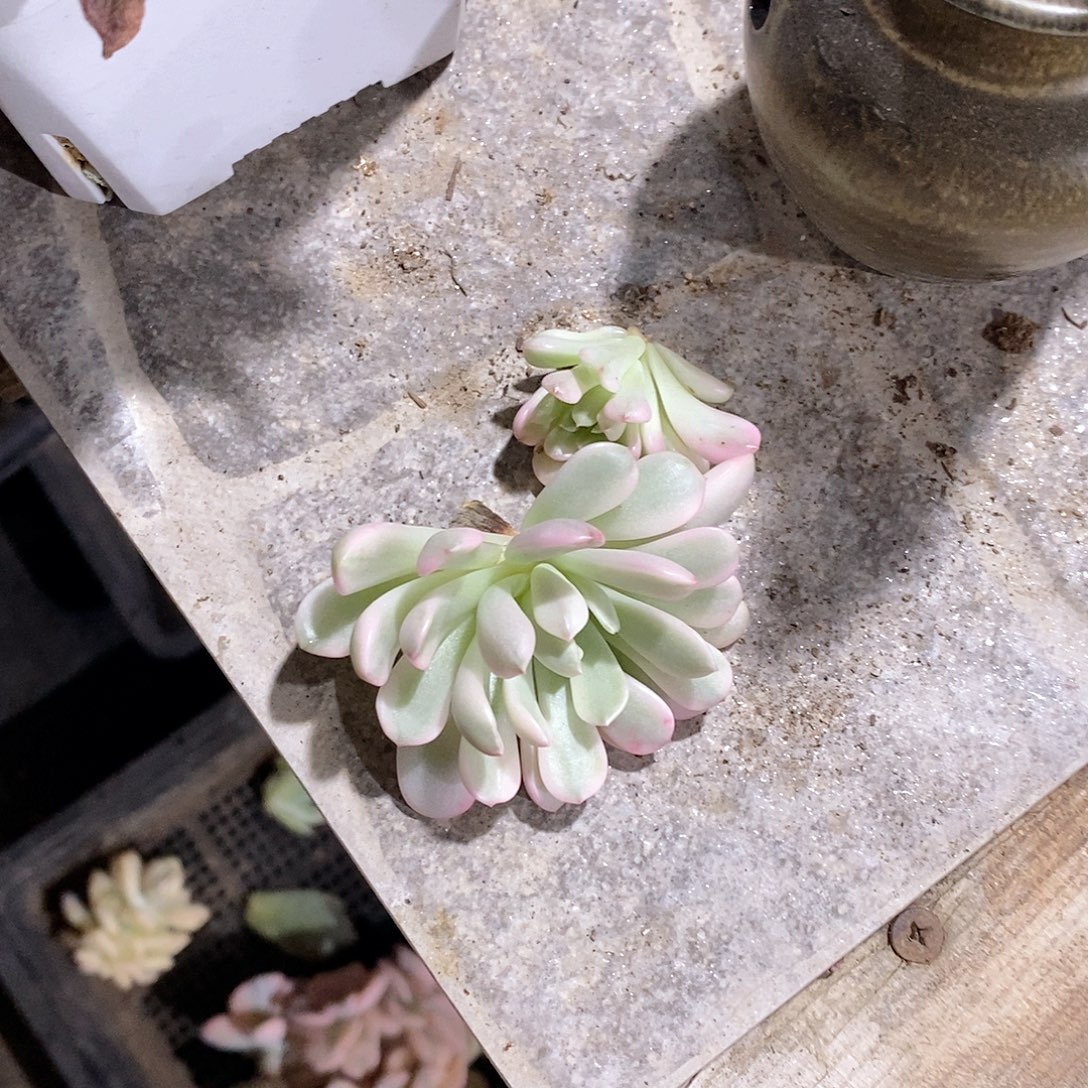 用***）红宝石砍头多肉植物锦