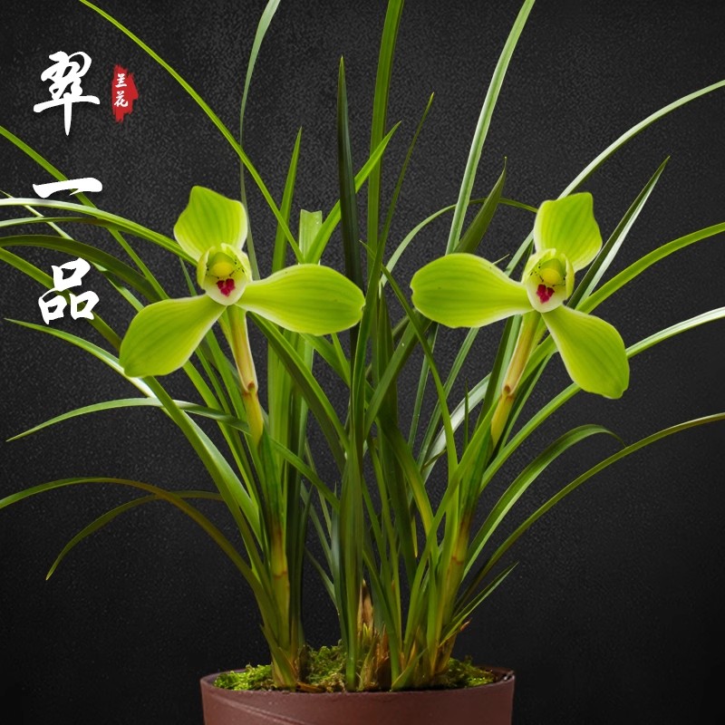 兰花苗春兰翠一品经典水仙瓣浓香型好养绿植花卉盆栽