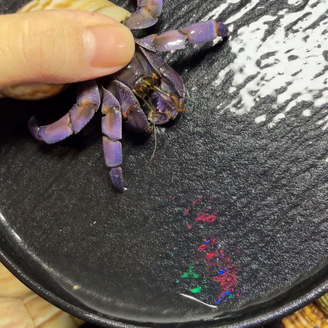 寄居蟹寄居蟹寄居蟹