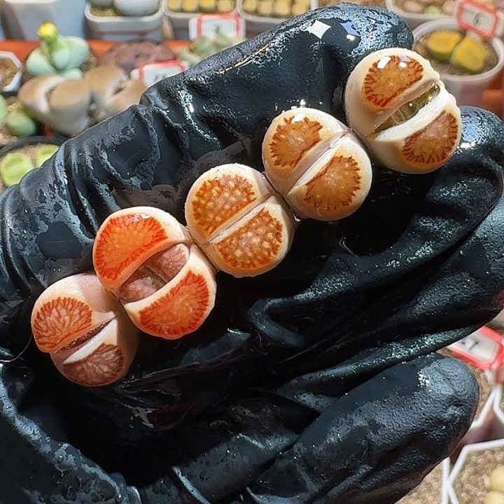 生石花111克11。    296