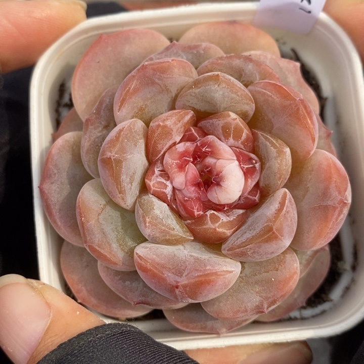 1205-590，糖心多肉