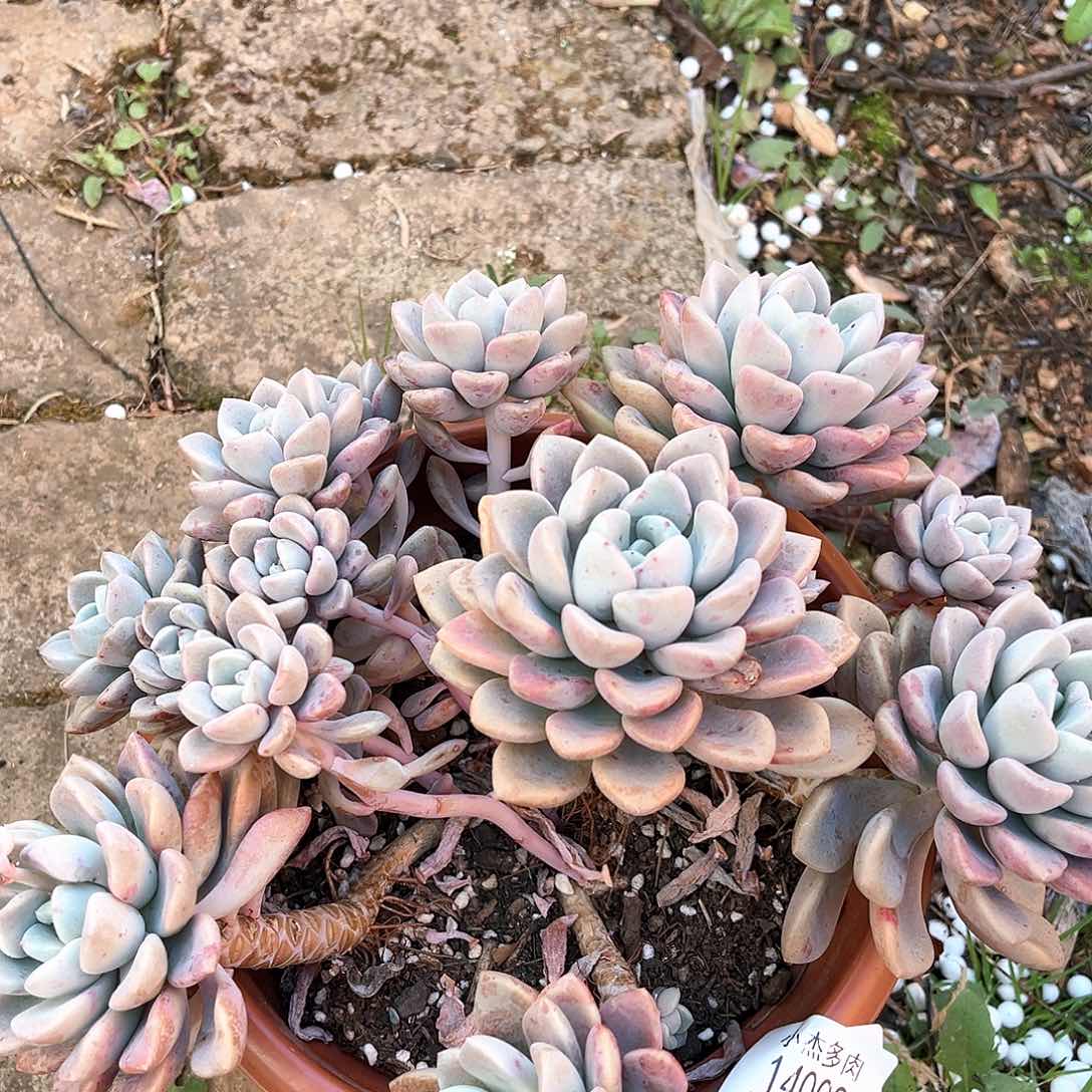 花斑群生14008小