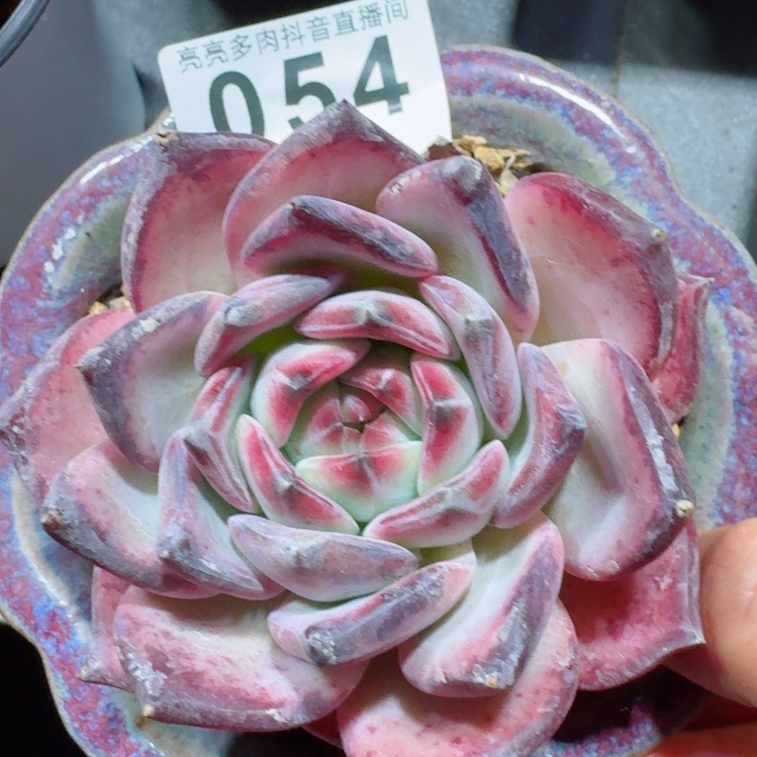 红拉糖         精品多肉