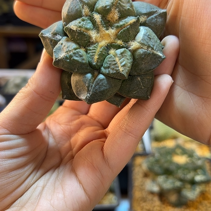 34号自根连山6.2公分