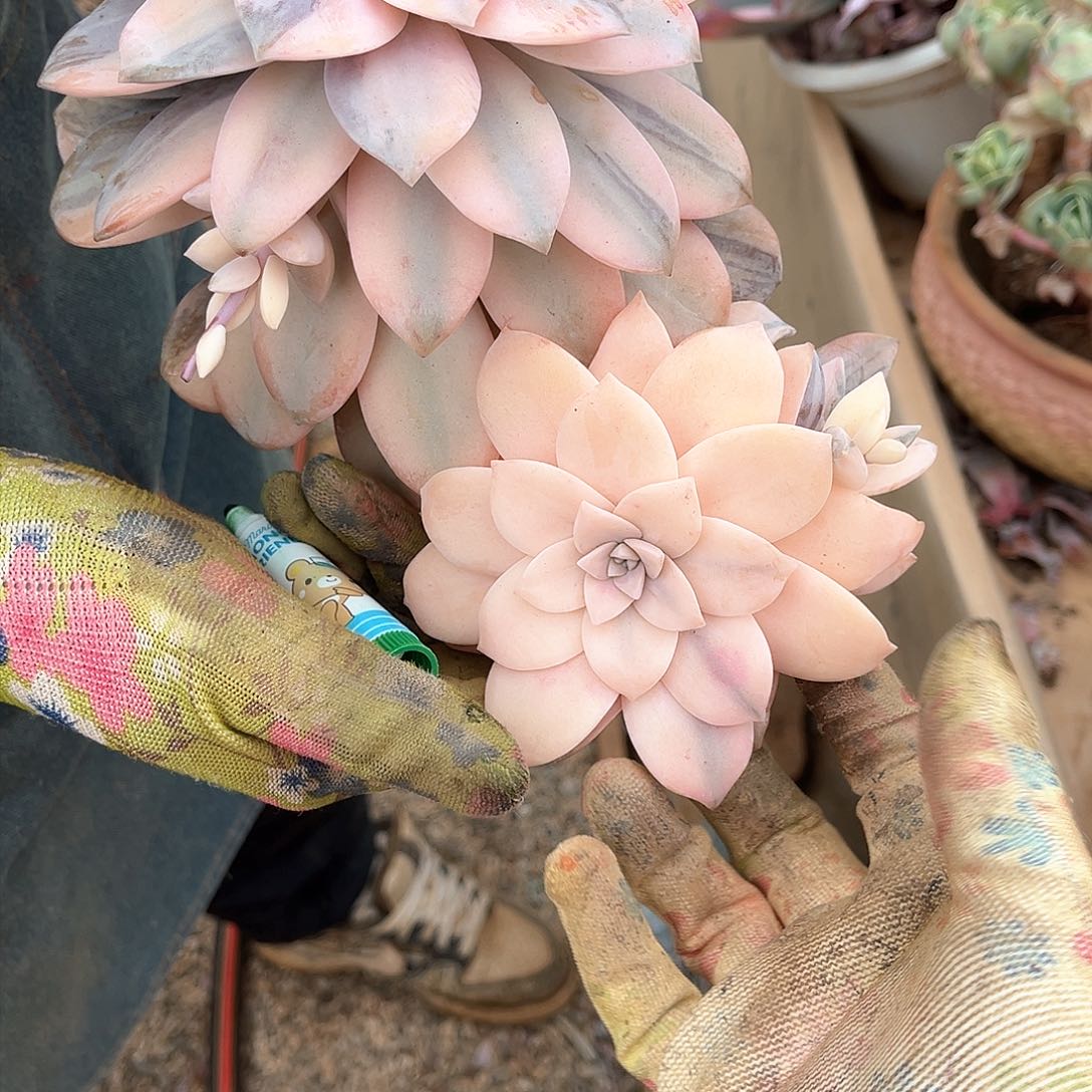 m****5多肉植物风车景A20