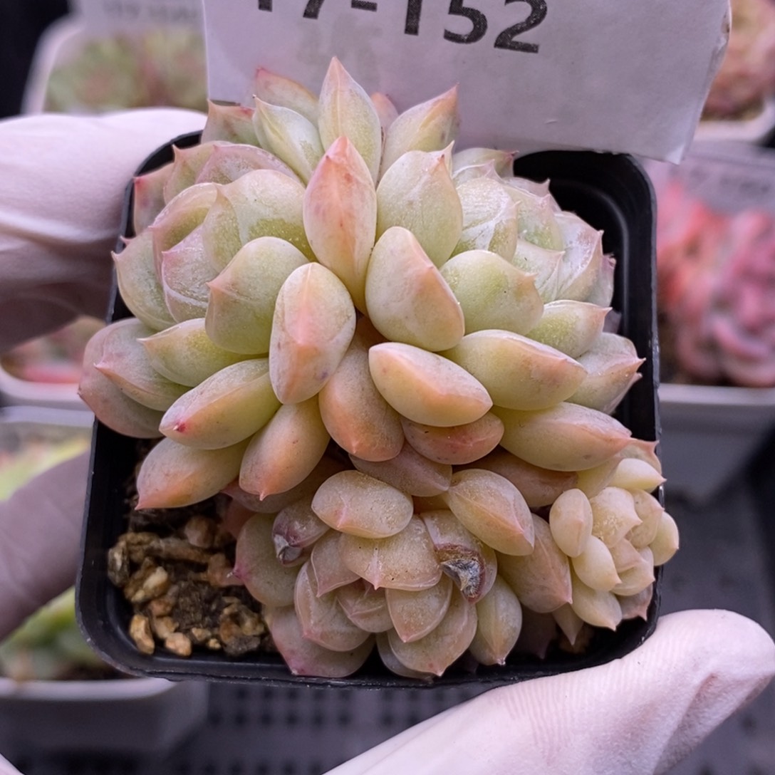 【闪购商品】17-152