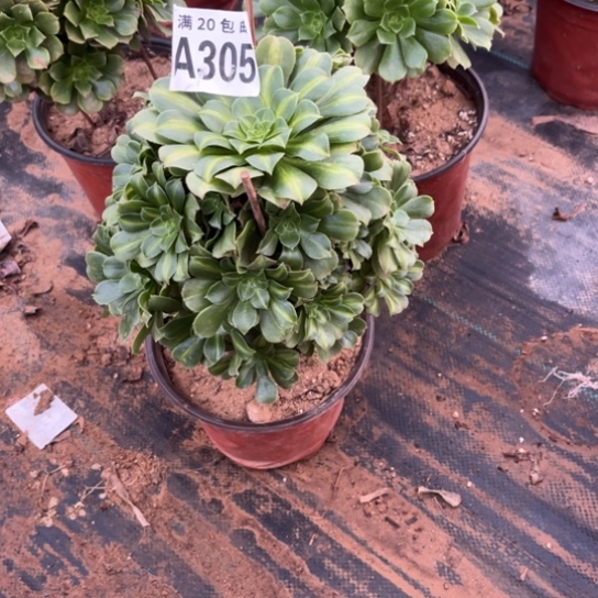 305琉璃翡翠不包断枝